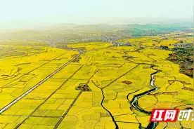 湖湘最美稻田｜金色麦浪万亩粮仓图片