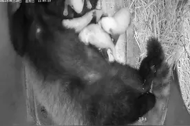 视频｜成都熊猫基地喜诞小熊猫四胞胎图片