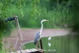 山西精卫湖国家湿地公园生态环境改善，成鸟类栖息乐园图片