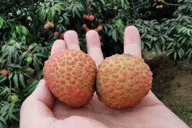博罗“荔枝王”上市，搭上电商快车畅销全国高端市场图片