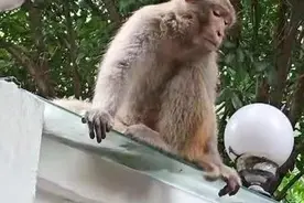 杭州两小区疑有猴子闯入居民家中，有关部门正全力搜捕中图片