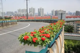 三角梅、超级海棠……“七一”前夕上海高架摆放7万盆花图片