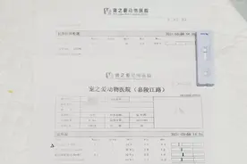 购买两天小猫患猫瘟 mr.豆丁猫咖没资质出售宠物图片