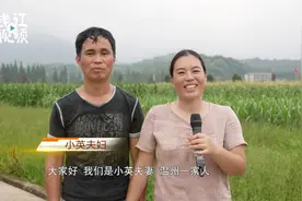 还记得在田地里跳“网红曳步舞”的夫妇吗？他们每天为村民直播带货3000多斤玉米​图片
