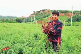 段爱平 舍身奉献带领乡村奔小康图片