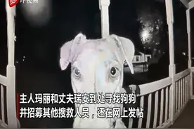 美国一狗狗被烟花吓到失踪7小时 凌晨2点半自己按门铃回家图片