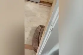 好有爱！英国一只狗子守护从鸟窝里掉下来的小麻雀图片