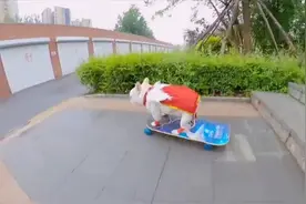 狗狗变滑板高手大秀技巧 轻松下楼梯过障碍惊呆网友图片