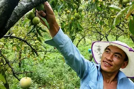 大方县瓢井镇平塘村：李子熟了 游客来了 村民笑了图片