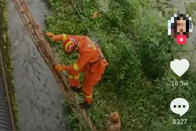 重庆2只金毛犬被困河心岛一夜，被消防员抱上岸时还“帮忙扶梯子”图片