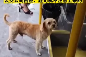 公交公司回应四川一小狗独自搭公交：趁司机不注意上来的图片