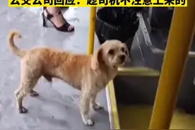 公交公司回应四川一小狗独自搭公交：趁司机不注意上来的图片