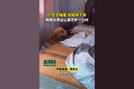 娄底女子让金毛照看宝宝，“毛孩子”在床边一小时不动，主人：2年前收养的流浪狗图片