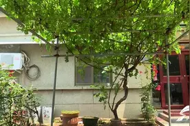 一棵葡萄树结出500多串葡萄！聊城莘县这处美丽小院“火”了图片