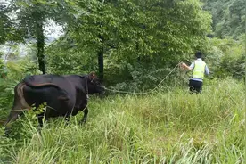 牛牛结队闯马路，紧急时刻交警秒变“赶牛倌” 丨 交警正能量图片