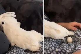 一只凤头鹦鹉靠在主人怀里下蛋图片