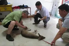 凌晨！梦中被惊醒！丹凤村民雨夜救助受伤麂子图片