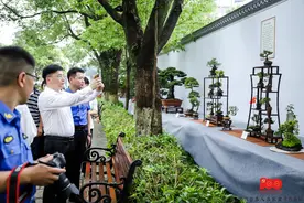 喜迎建党百年 温州举办浙江省名人名家盆景作品展图片