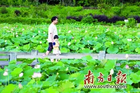 九岭村荷花美不胜收图片