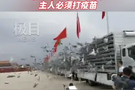 揭秘天安门起飞的10万只和平鸽：最快的几分钟飞回家，主人必须打疫苗图片