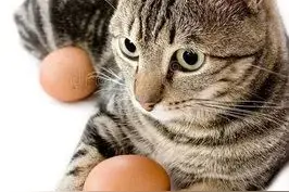 耐耐老师讲故事 |《猫蛋》图片