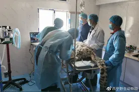 西宁野生动物园救助雪豹“凌夏”：离开了妈妈，不能独立生存图片