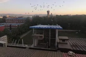 天安门广场放飞10万羽和平鸽：从哪儿来？飞哪儿去？图片