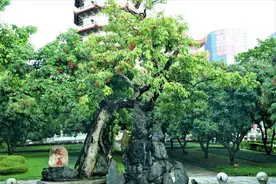 福州西禅寺：一棵千年“宋荔”的故事图片