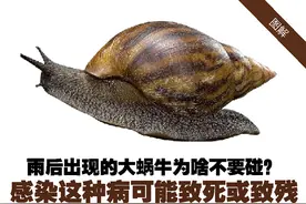 图解 | 雨后出现的大蜗牛为啥不要碰？感染这种病可能致死或致残图片