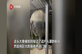 泰国一“惯犯”大象挤进狭窄门廊偷吃猫粮 尾巴快乐摇摆图片