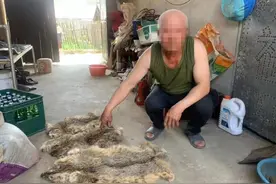 警探号丨村民连杀三只馋嘴猫 却没想到惹来牢狱之灾图片