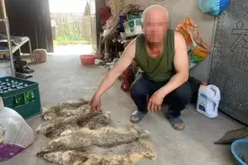 警探号丨村民连杀三只馋嘴猫 却没想到惹来牢狱之灾图片