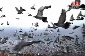 天安门广场首次放飞10万羽和平鸽，它们从哪儿来？飞起10万气球，是如何做到球幕效果的？图片