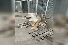 龙口一虎妈妈不喂奶 拉布拉多犬成小虎崽临时“奶妈”图片