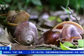 注意！雨后成群出现非洲大蜗牛千万别碰它图片