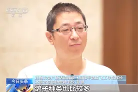 10万羽和平鸽筛选有何要求？放飞10万只气球有啥讲究？一探究竟→图片