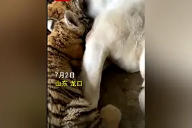 虎妈妈不喂奶，动物园找狗喂虎崽，网友调侃：狗子都“疑惑了图片