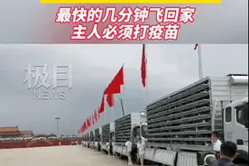 10万只鸽子，是借的图片