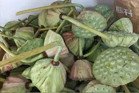 今夏湘湖莲蓬开摘，比去年早了半个月，每天至少100个免费送图片