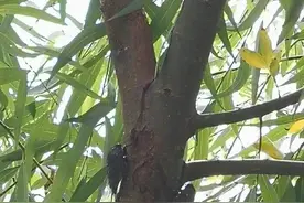 杭州一棵树上密密麻麻趴着50多只知了，工作人员：别心疼，抓就是了图片