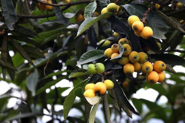 尿酸最怕的三种水果 2026年尿酸最怕的三种水果尿酸高能吃韭菜和玉米面 尿酸最怕的三种水果 2026年尿酸最怕的三种水果尿酸高能吃韭菜和玉米面