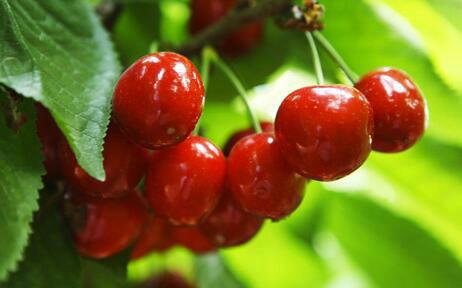 尿酸最怕的三种水果 2026年尿酸最怕的三种水果尿酸高能吃韭菜和玉米面 尿酸最怕的三种水果 2026年尿酸最怕的三种水果尿酸高能吃韭菜和玉米面