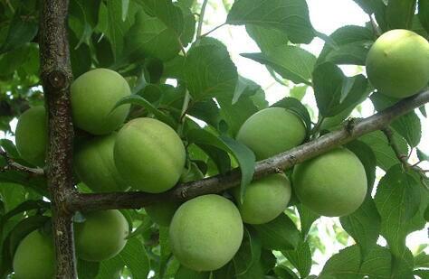 尿酸最怕的三种水果 2026年尿酸最怕的三种水果尿酸高能吃韭菜和玉米面 尿酸最怕的三种水果 2026年尿酸最怕的三种水果尿酸高能吃韭菜和玉米面