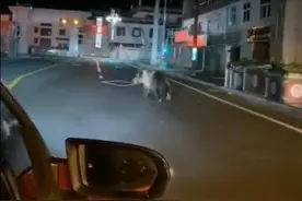 熊出没！四川石渠棕熊凌晨压马路图片