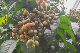 你吃过黄皮吗？广西小吃做法大全之广西特色黄皮酱，你分得清黄皮果和山黄皮吗？图片