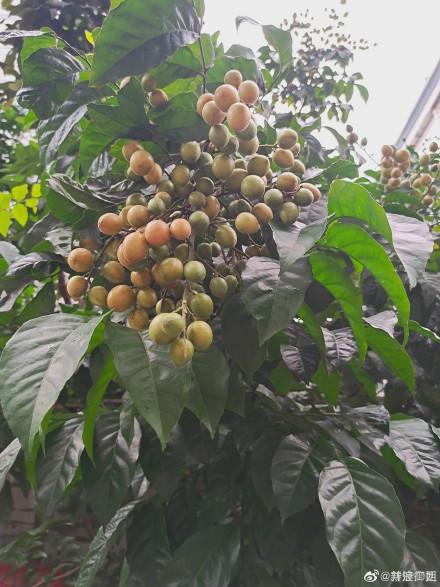黄皮酱制作教程（你吃过黄皮吗广西小吃做法大全之广西特色黄皮酱）