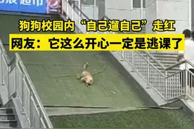 狗狗校园内“自己遛自己”走红，网友：它这么开心难道是逃课了图片