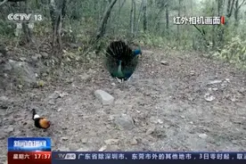 我国仅存五六百只！探访珍稀濒危物种绿孔雀栖息地图片