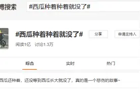 淡淡的忧伤！泉州一女子守了三个月的西瓜，摸着摸着只剩皮……图片