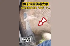 云南车主偶遇大象，下一秒后视镜被“掰走”，网友：保险公司会信吗图片